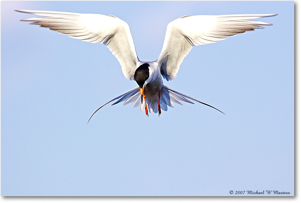 Forster'sTern_ChincoNWR_2007May_Y2F1432 copy