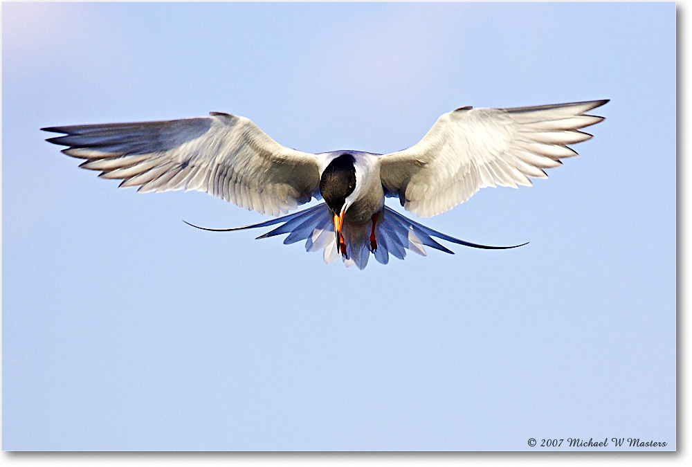 Forster'sTern_ChincoNWR_2007May_Y2F1433 copy