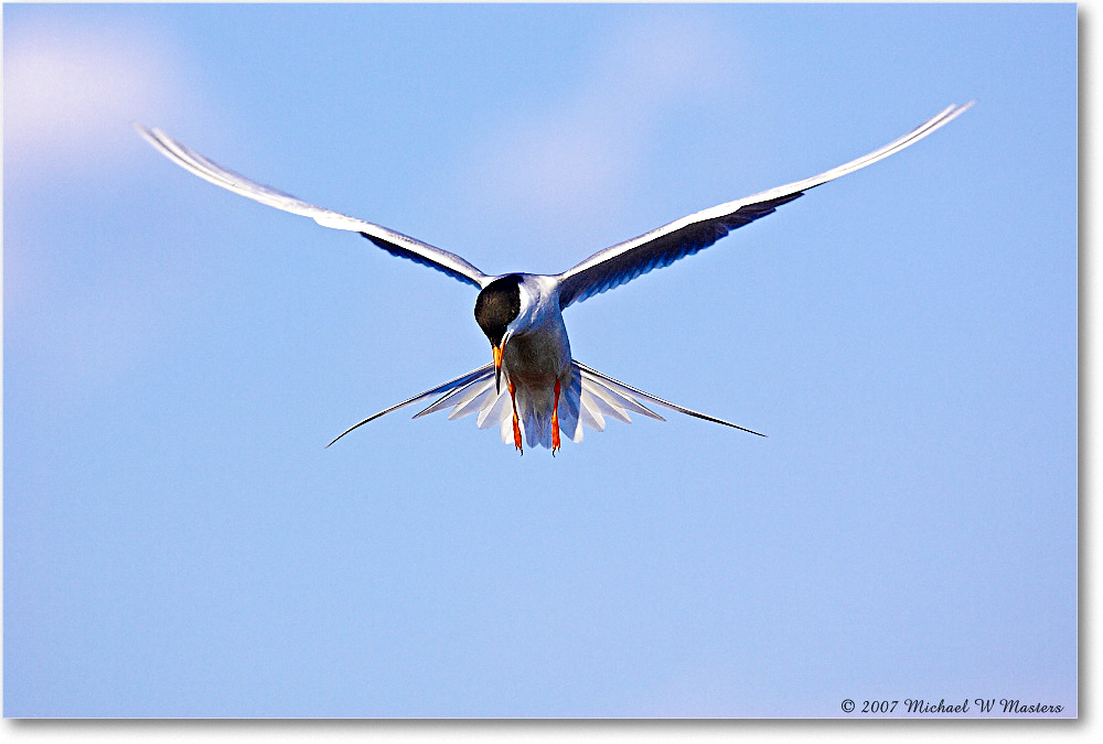 Forster'sTern_ChincoNWR_2007May_Y2F1435 copy