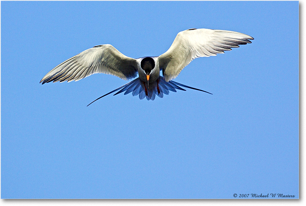 Forster'sTern_ChincoNWR_2007May_Y2F1453 copy