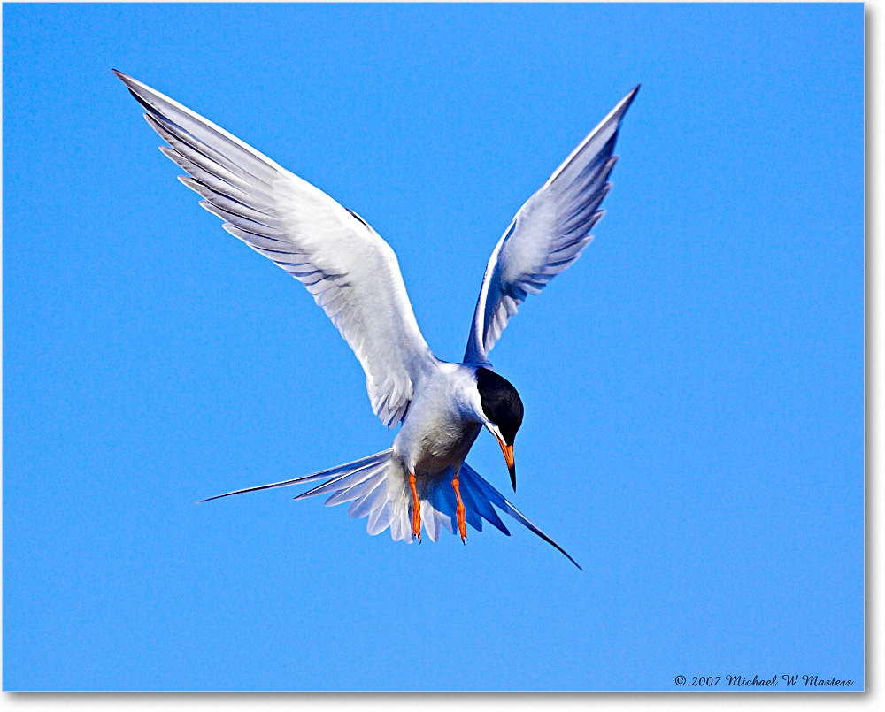 Forster'sTern_ChincoNWR_2007May_Y2F1459 copy