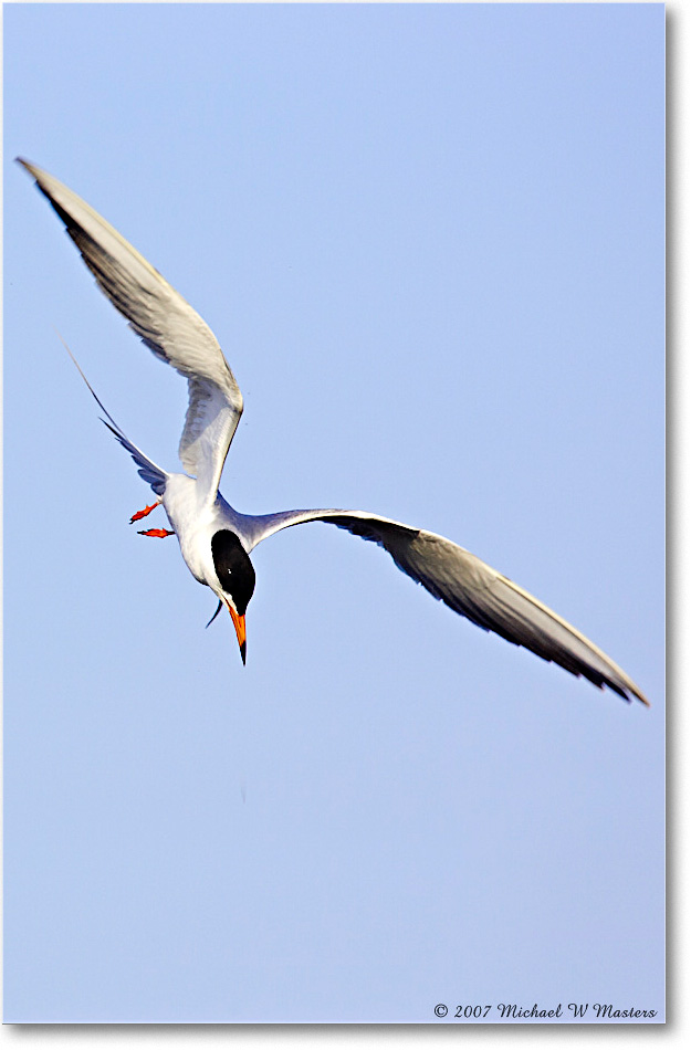 Forster'sTern_ChincoNWR_2007May_Y2F1464 copy