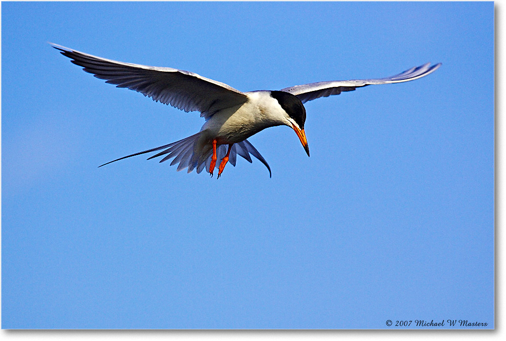 Forster'sTern_ChincoNWR_2007May_Y2F1511 copy