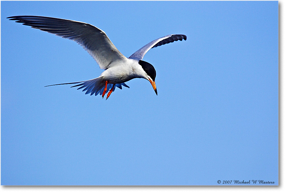 Forster'sTern_ChincoNWR_2007May_Y2F1512 copy