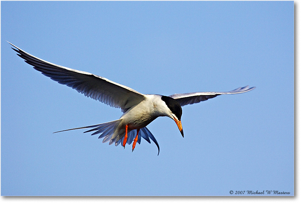 Forster'sTern_ChincoNWR_2007May_Y2F1514 copy