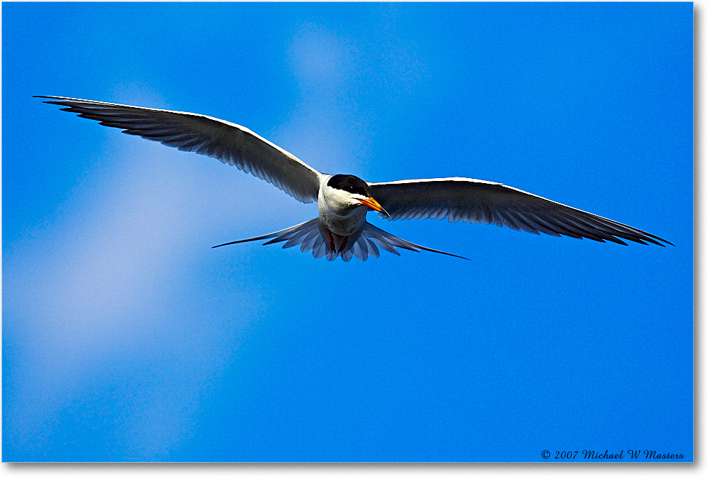 Forster'sTern_ChincoNWR_2007May_Y2F1524 copy