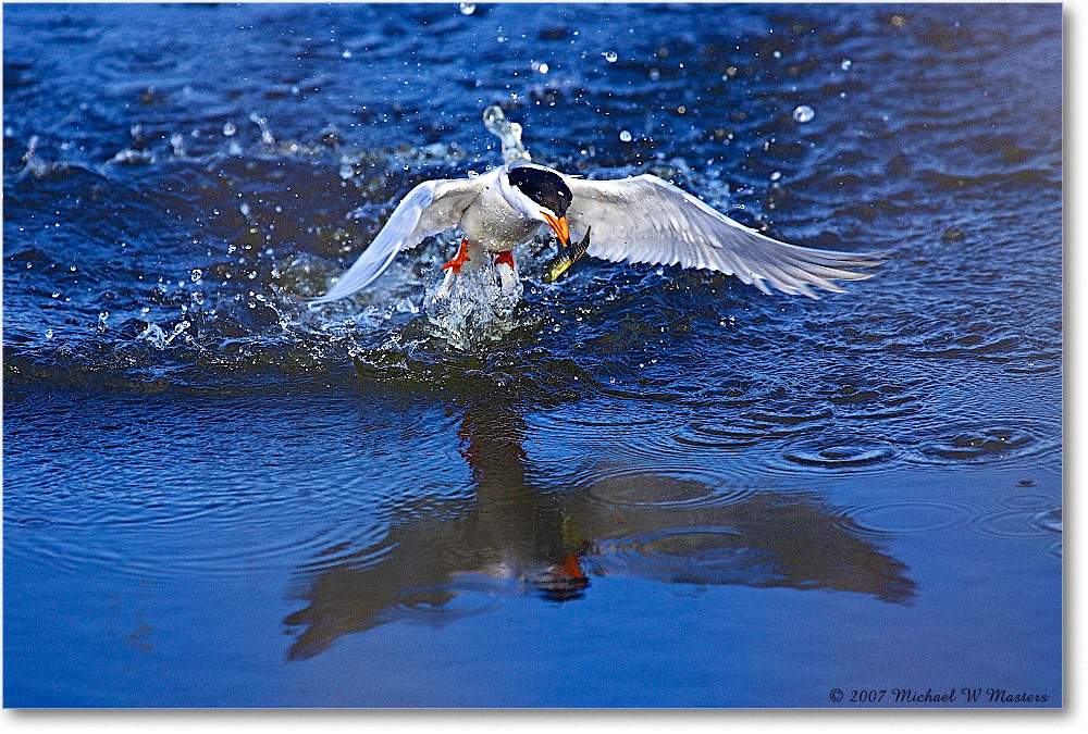 Forster'sTern_ChincoNWR_2007May_Y2F1590 copy