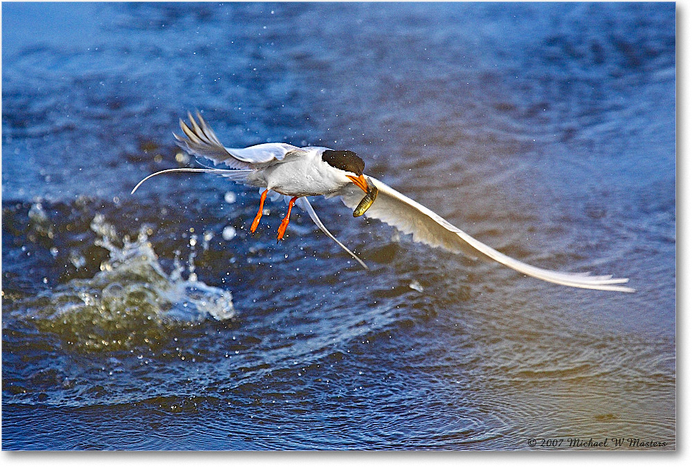 Forster'sTern_ChincoNWR_2007May_Y2F1592 copy