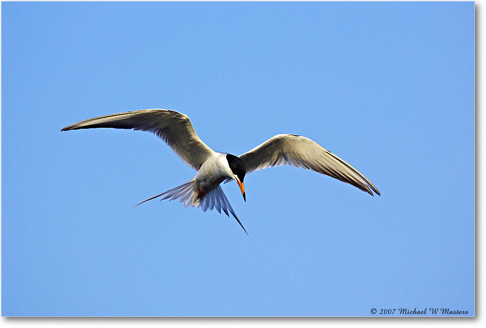 Forster'sTern_ChincoNWR_2007May_Y2F1691 copy