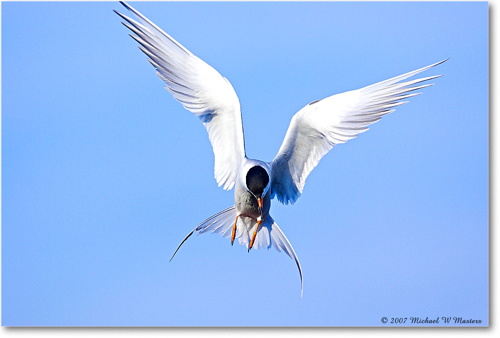 Forster'sTern_ChincoNWR_2007May_Y2F1820 copy