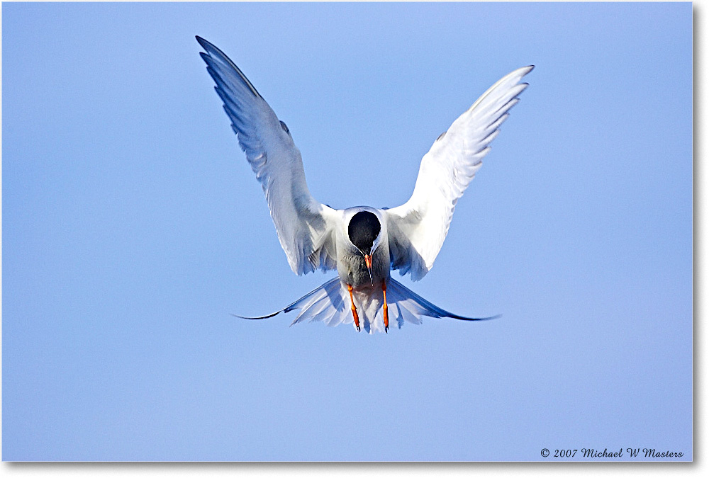 Forster'sTern_ChincoNWR_2007May_Y2F1821 copy