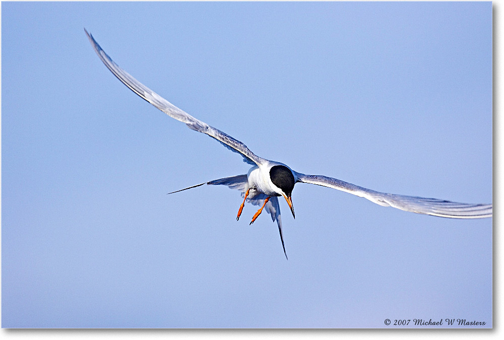 Forster'sTern_ChincoNWR_2007May_Y2F1825 copy