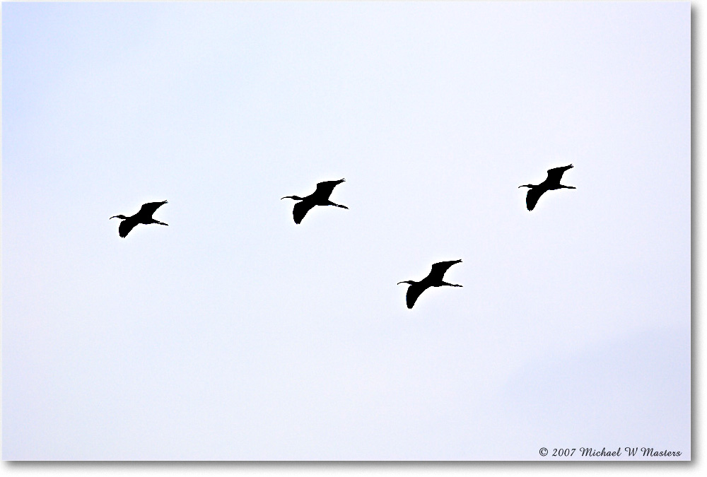 GlossyIbis_ChincoNWR_2007May_Y2F1877 copy