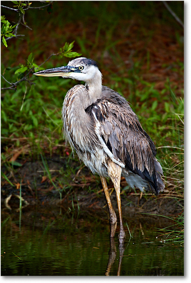 GreatBlueHeron_ChincoNWR_2007May_E0K0896 copy