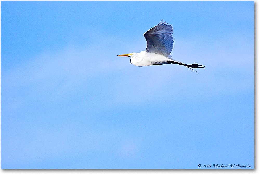 GreatEgret_ChincoNWR_2007May_Y2F1683 copy