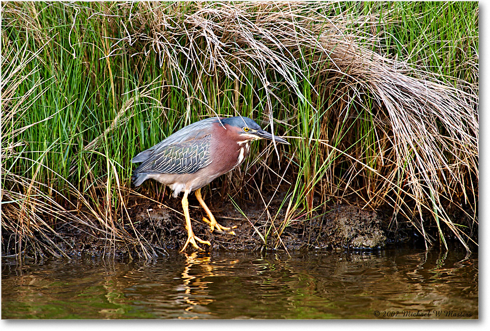 GreenHeron_ChincoNWR_2007May_E0K0373 copy