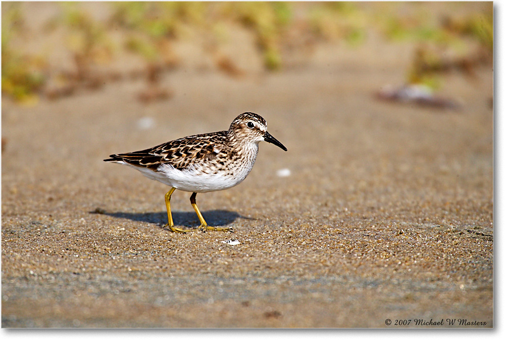LeastSandpiper_Assateague_2007May_E0K0552 copy