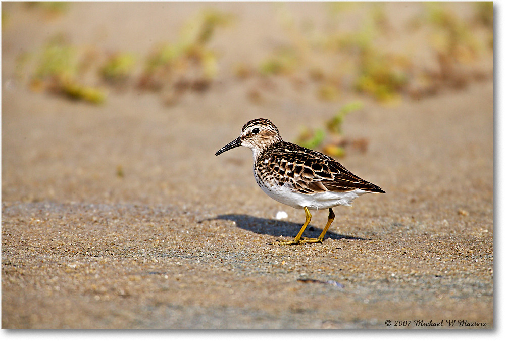 LeastSandpiper_Assateague_2007May_E0K0559 copy