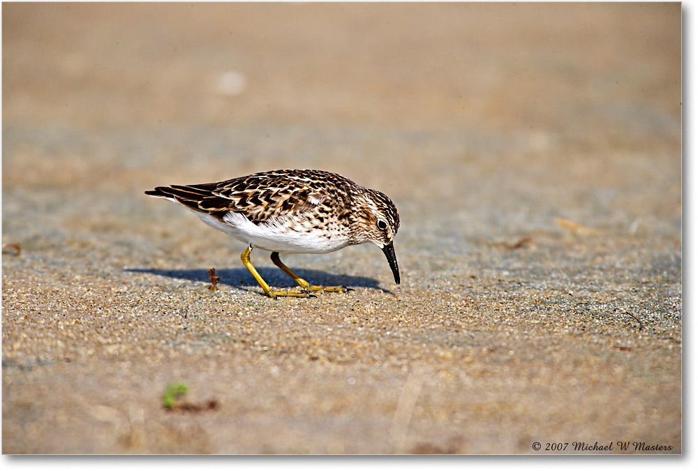LeastSandpiper_Assateague_2007May_E0K0571 copy