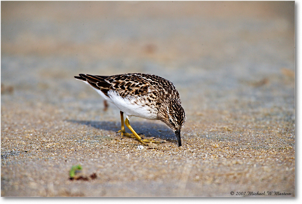 LeastSandpiper_Assateague_2007May_E0K0590 copy