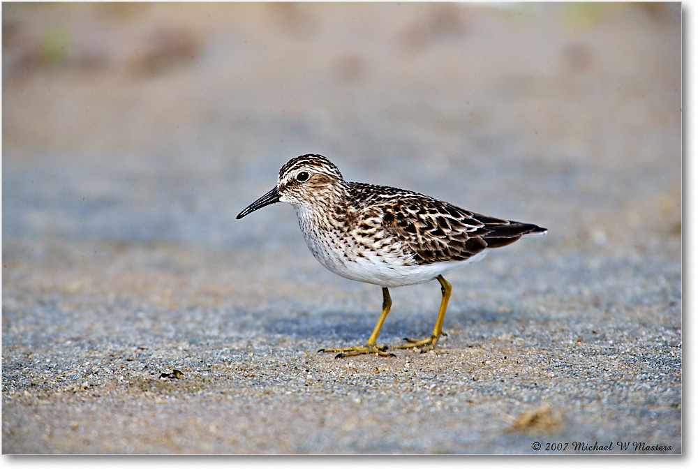 LeastSandpiper_Assateague_2007May_E0K0595 copy