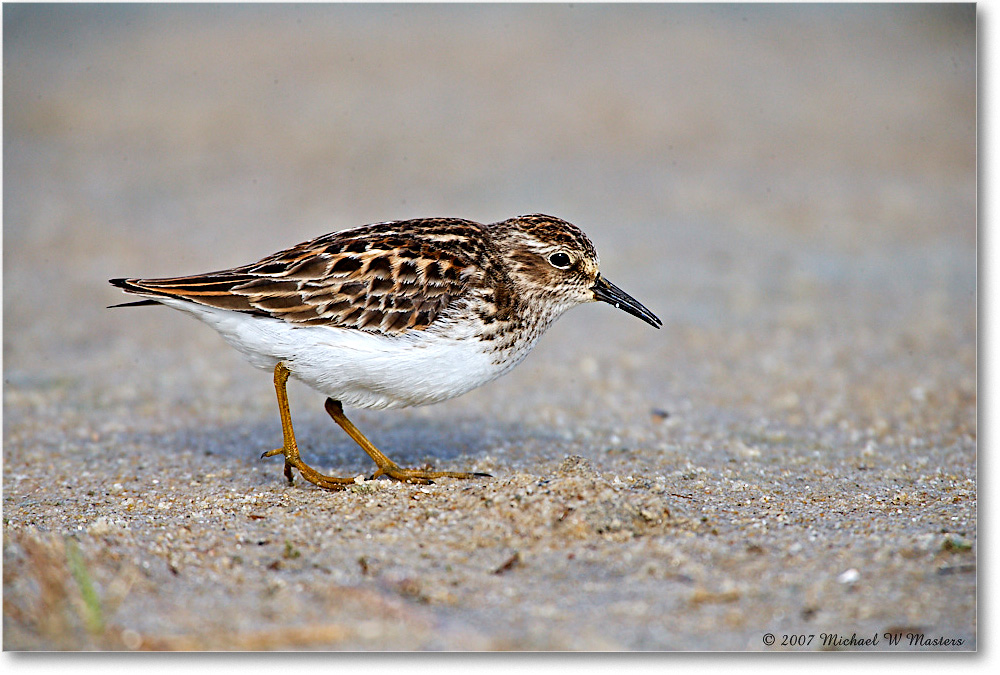 LeastSandpiper_Assateague_2007May_E0K0598 copy