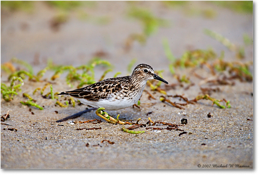 LeastSandpiper_Assateague_2007May_E0K0607 copy