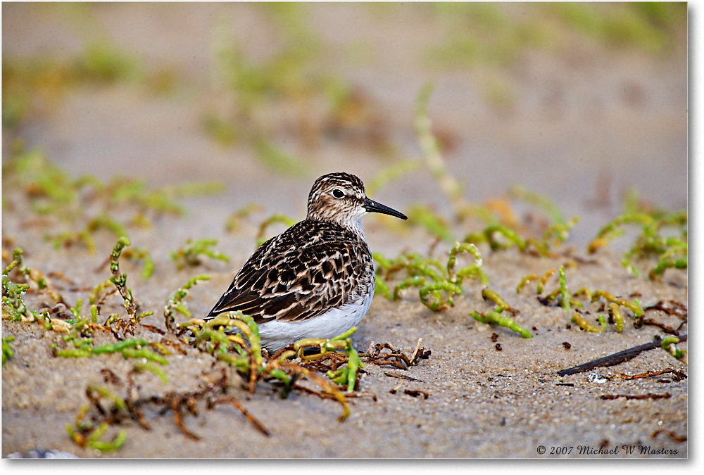 LeastSandpiper_Assateague_2007May_E0K0616 copy