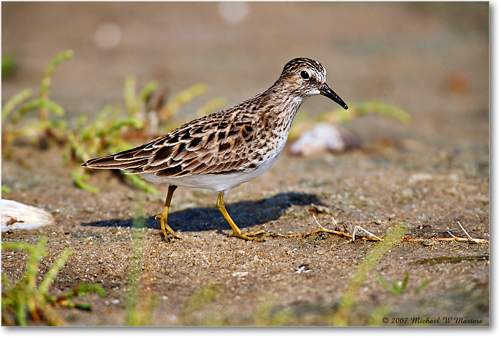 LeastSandpiper_Assateague_2007May_E0K0704 copy