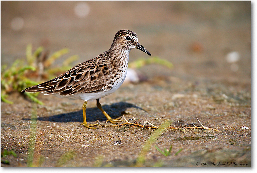 LeastSandpiper_Assateague_2007May_E0K0706 copy