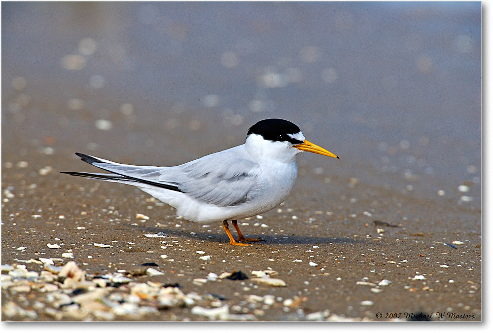 LeastTern_LittleTomsCove_2007May_E0K0773 copy