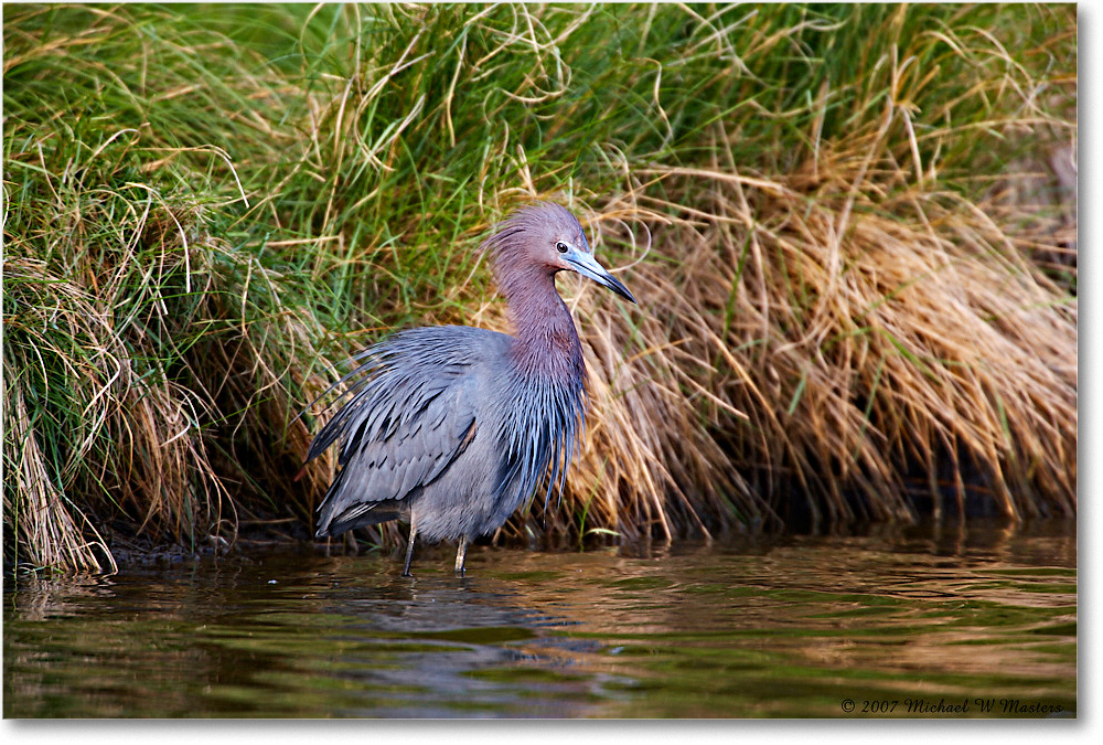 LittleBlueHeron_ChincoNWR_2007May_E0K0377 copy