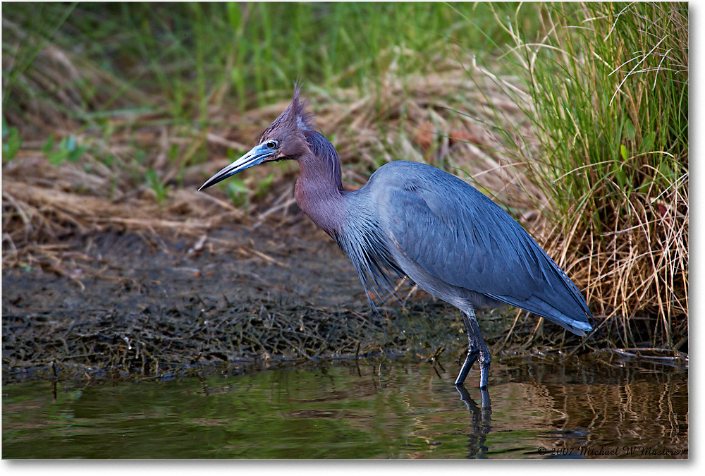 LittleBlueHeron_ChincoNWR_2007May_E0K0407 copy