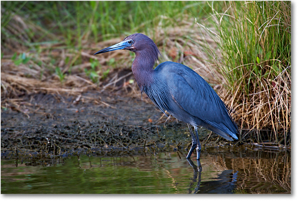 LittleBlueHeron_ChincoNWR_2007May_E0K0409 copy