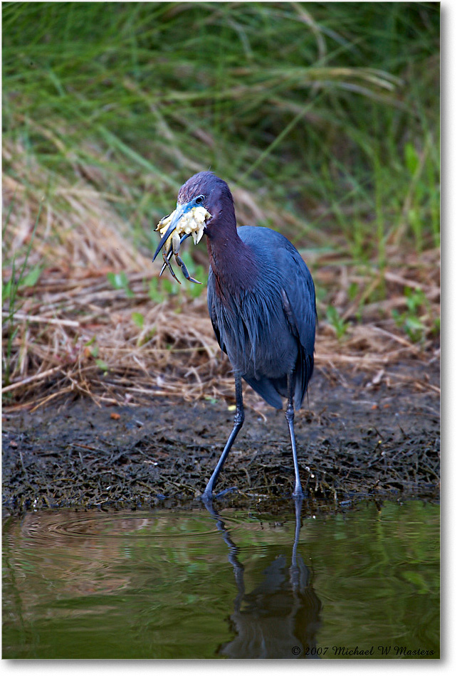 LittleBlueHeron_ChincoNWR_2007May_E0K0414 copy
