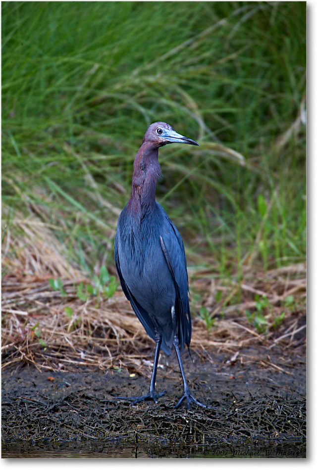 LittleBlueHeron_ChincoNWR_2007May_E0K0426 copy