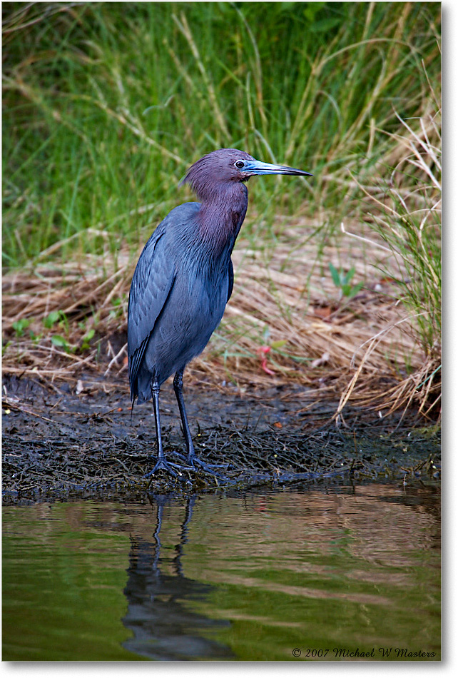 LittleBlueHeron_ChincoNWR_2007May_E0K0431 copy