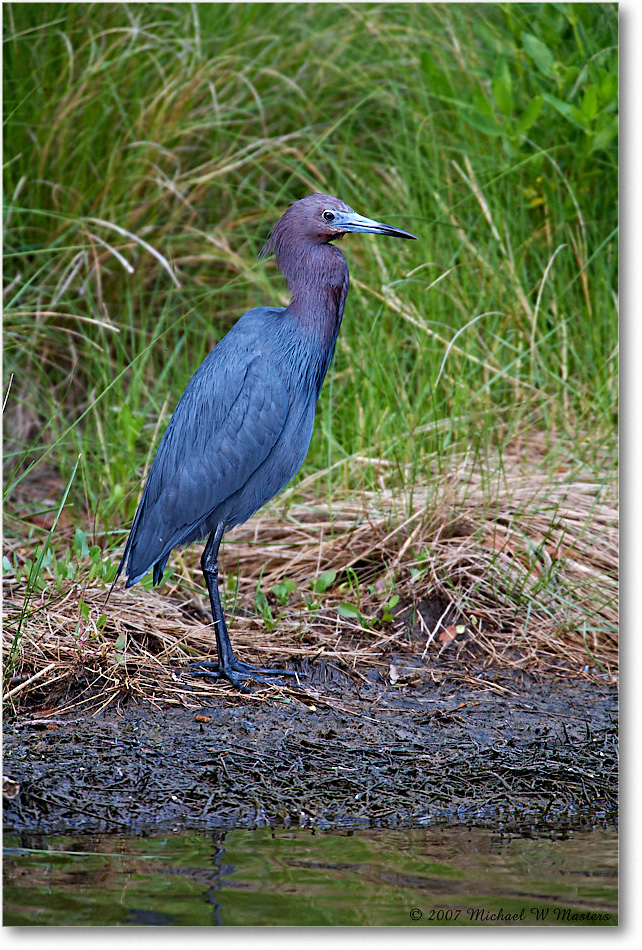 LittleBlueHeron_ChincoNWR_2007May_E0K0437 copy