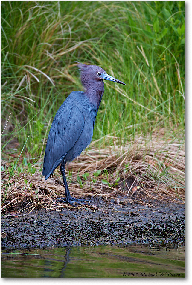 LittleBlueHeron_ChincoNWR_2007May_E0K0440 copy