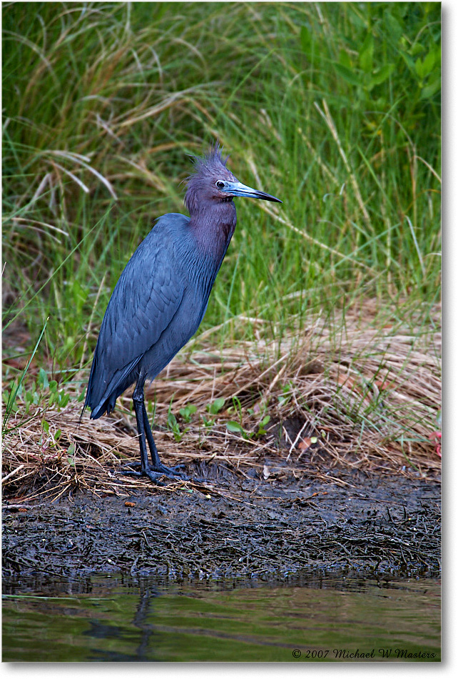 LittleBlueHeron_ChincoNWR_2007May_E0K0442 copy