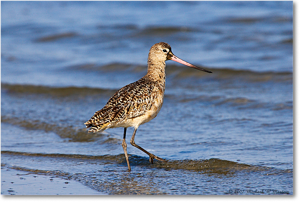 MarbledGodwit_LittleTomsCove_2007May_E0K1035 copy