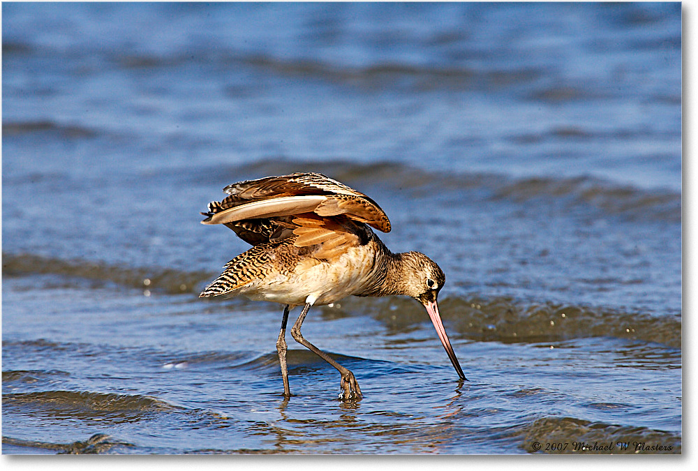 MarbledGodwit_LittleTomsCove_2007May_E0K1037 copy
