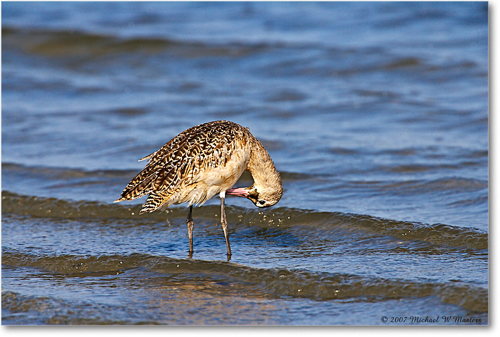 MarbledGodwit_LittleTomsCove_2007May_E0K1039 copy