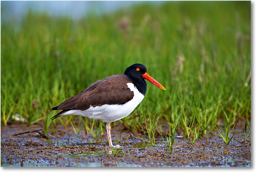 Oystercatcher_Assateague_2007May_E0K0670 copy
