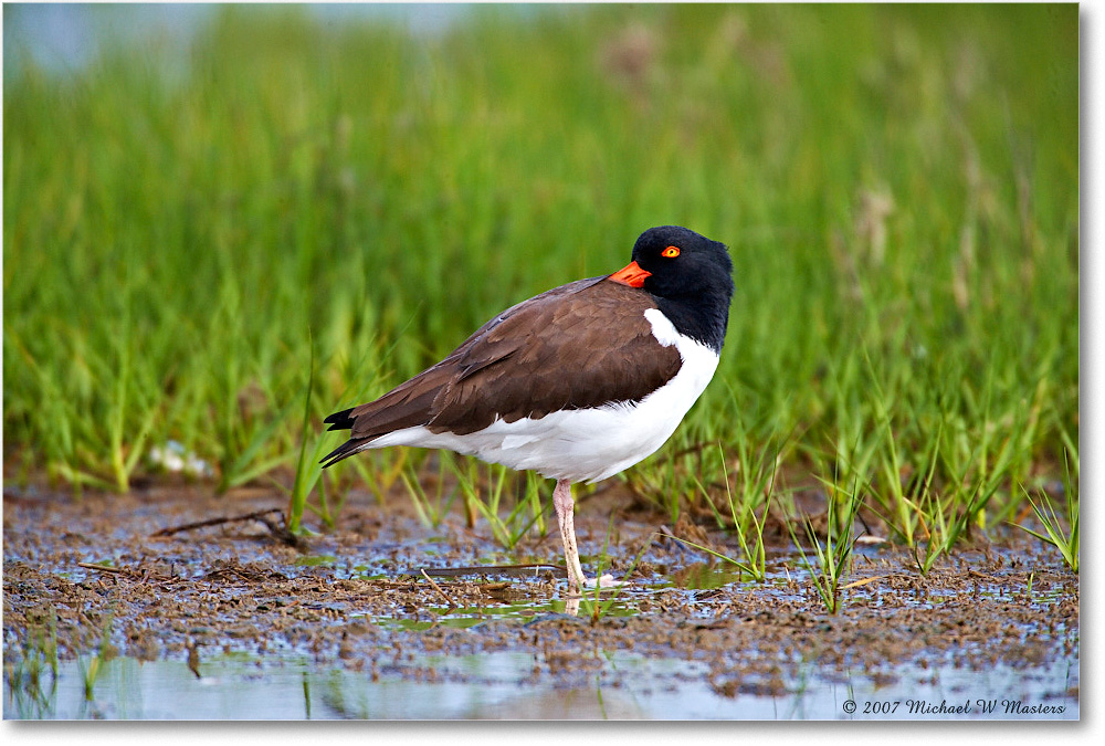 Oystercatcher_Assateague_2007May_E0K0672 copy