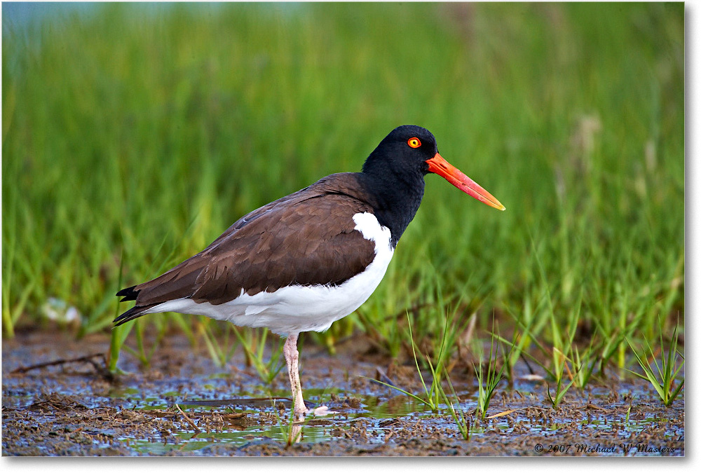 Oystercatcher_Assateague_2007May_E0K0674 copy