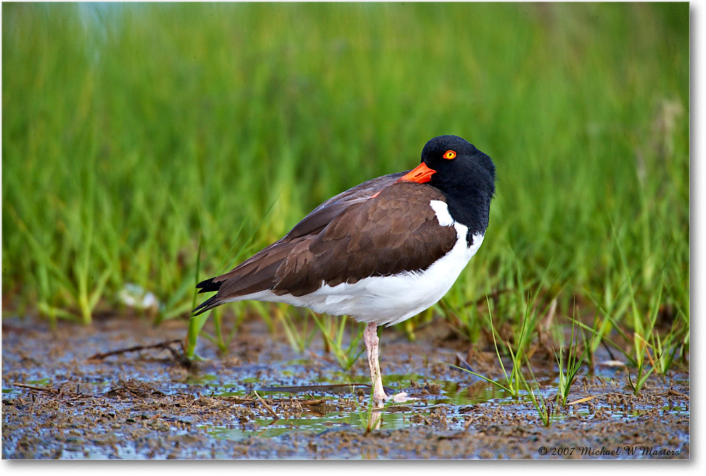 Oystercatcher_Assateague_2007May_E0K0680 copy