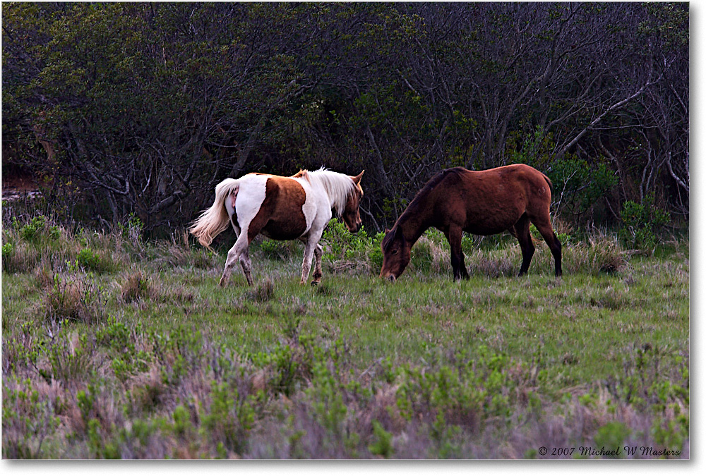 Ponies_ChincoNWR-bdm_2007May_E0K0833 copy