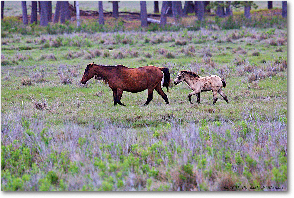 Ponies_ChincoNWR-bdm_2007May_Y2F2045 copy