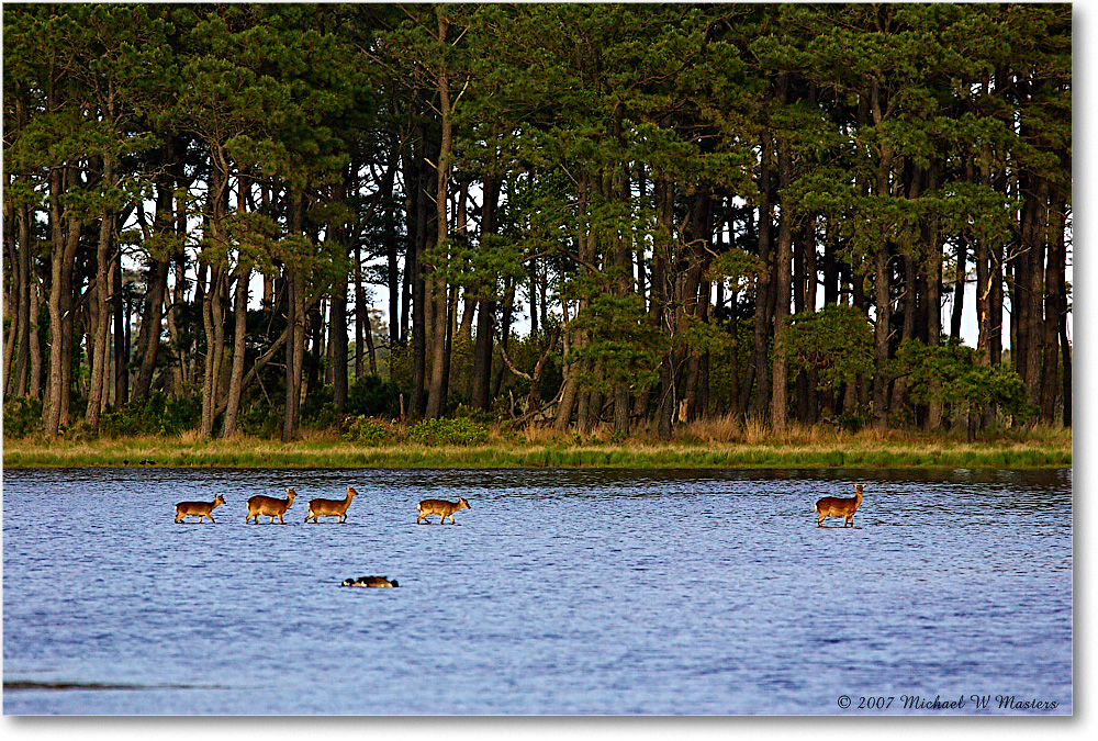 Ponies_ChincoNWR-bdp_2007May_Y2F1769 copy